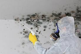 Why You Should Choose Our Mold Remediation Services in Somerdale, NJ